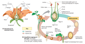 Reproduction in Angiosperm and Reproductive structures - Online Biology ...